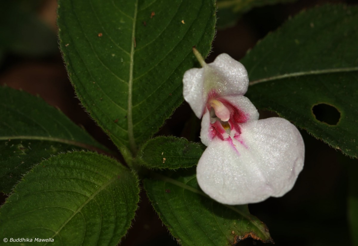 Impatiens truncata Thwaites